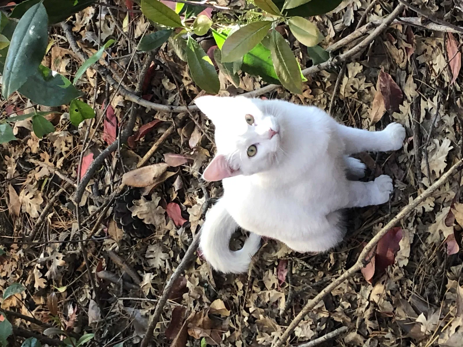 Lost cat in Concord, CA, 94518