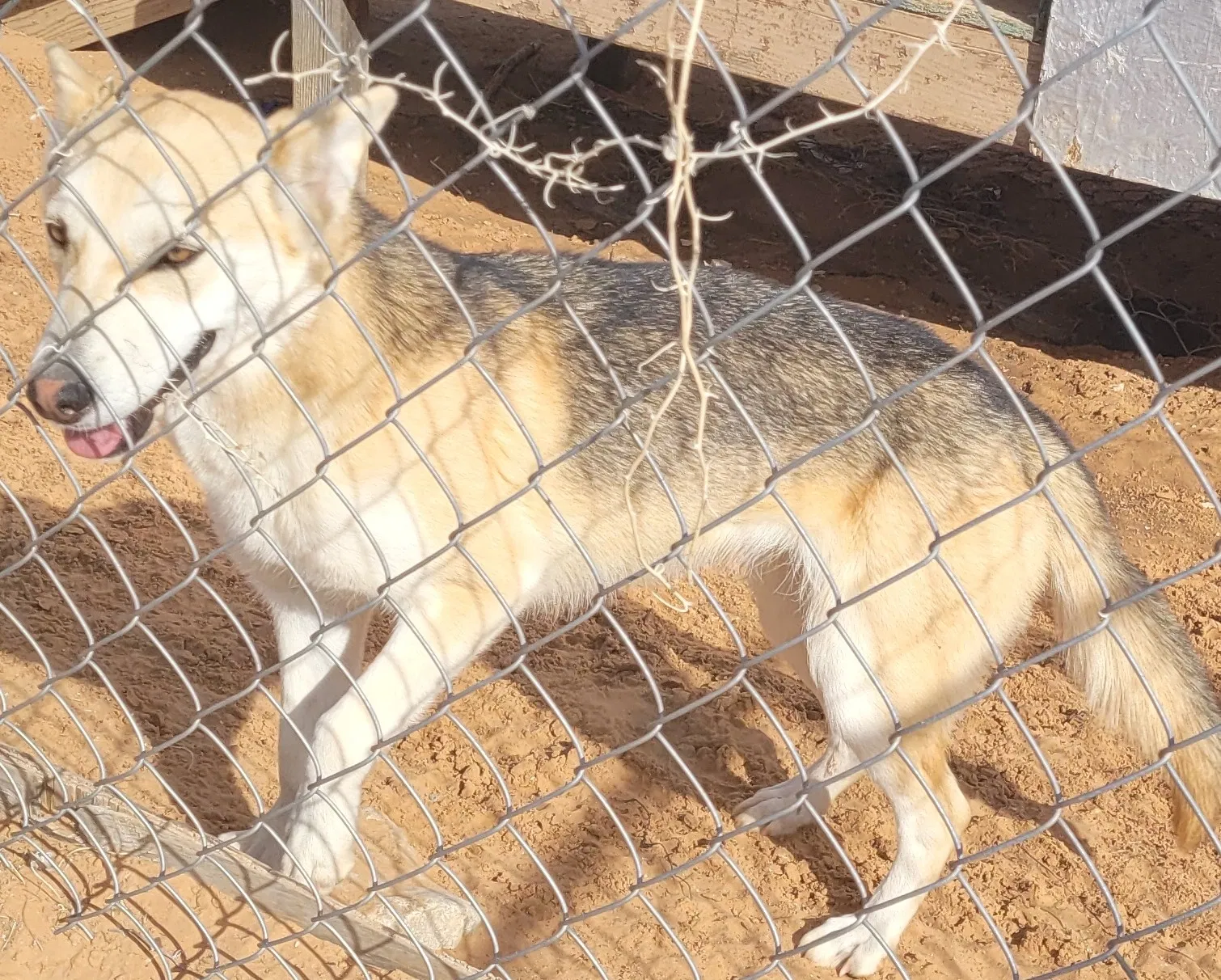 Lost dog in El Paso, TX, 79938