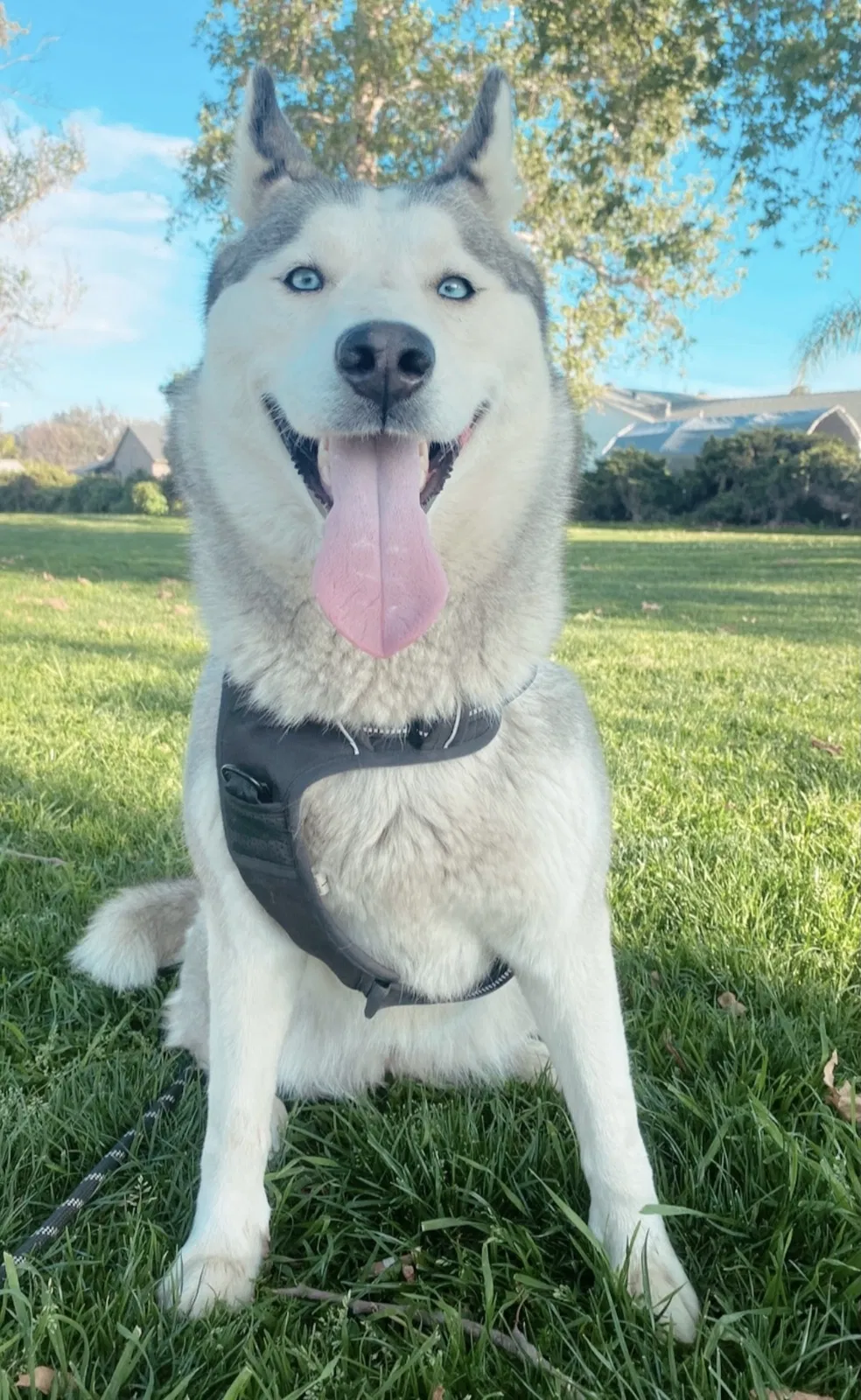 Lost dog in Norwalk, CA, 90650