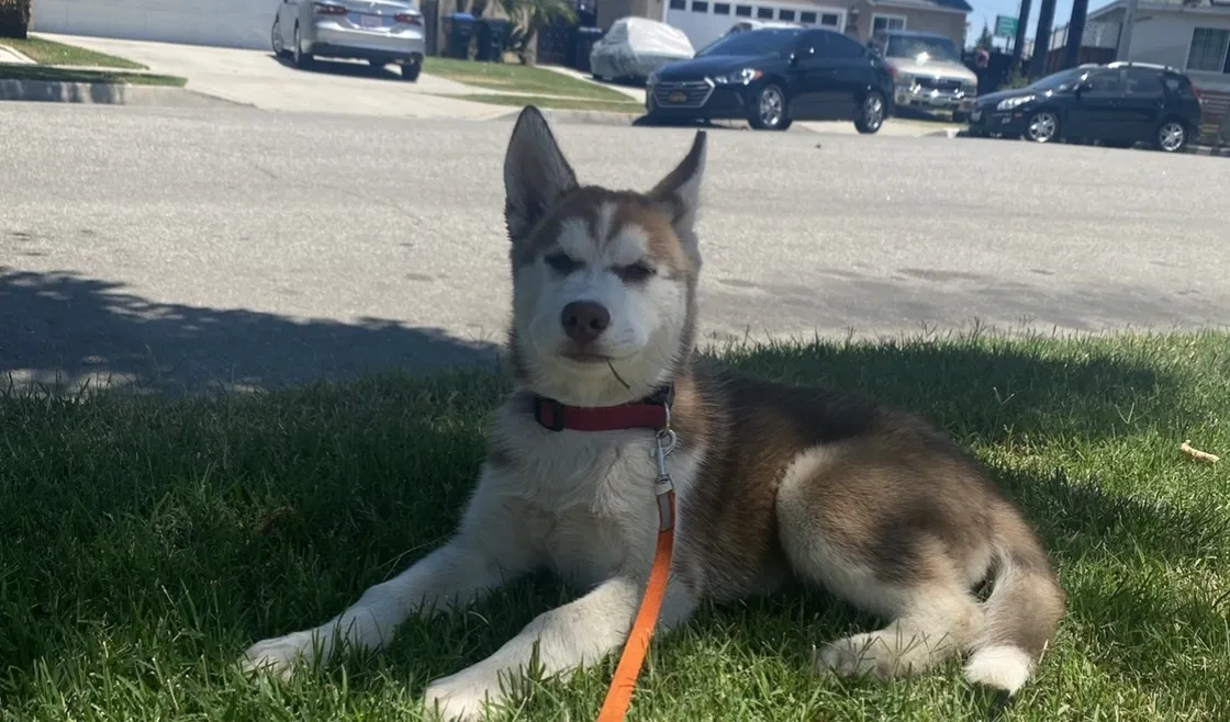 Lost dog in Norwalk, CA, 90650