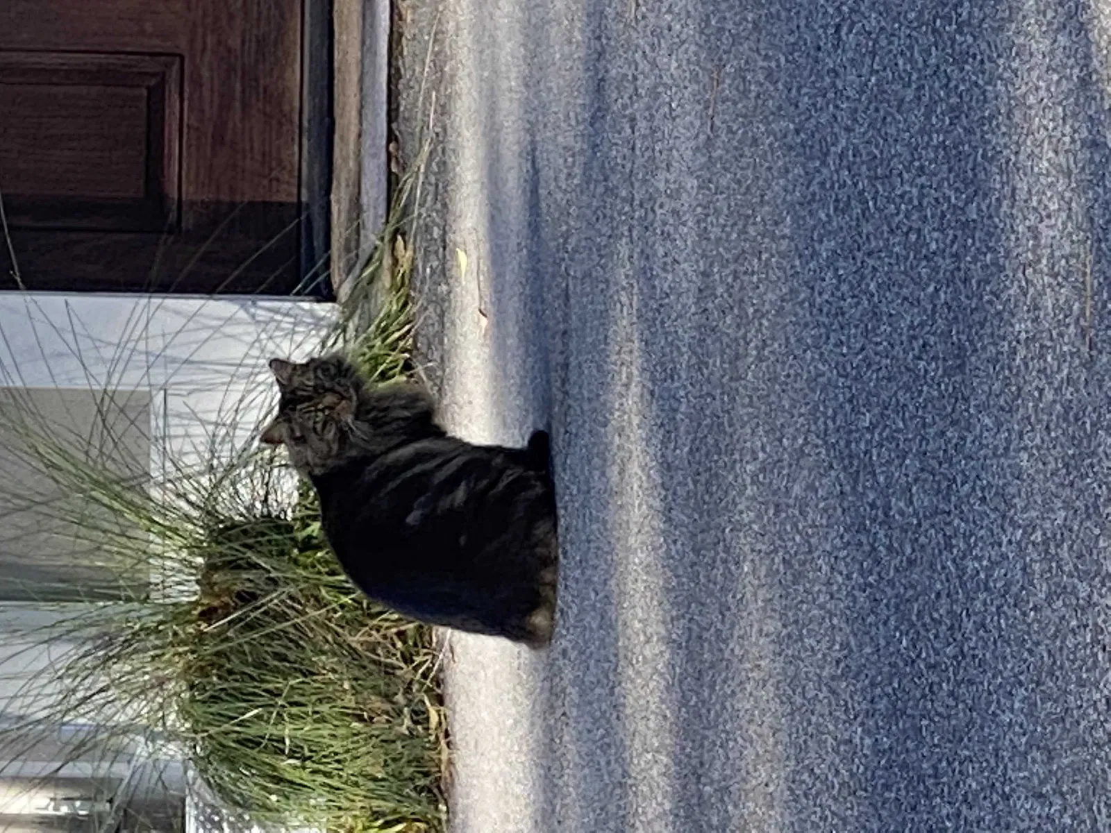Lost cat in Summerville, SC, 29483