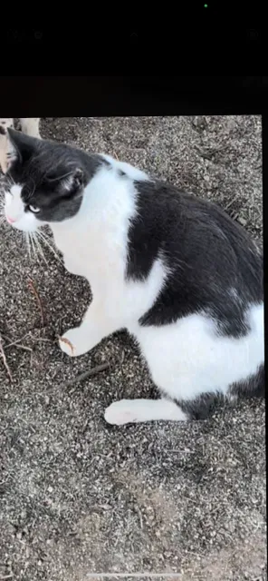 Lost cat in Pasadena, CA, 91107