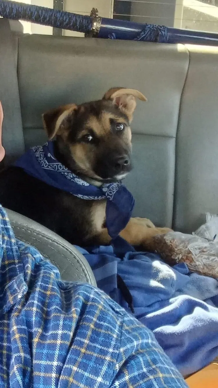 Lost dog in Los Angeles, CA, 90063