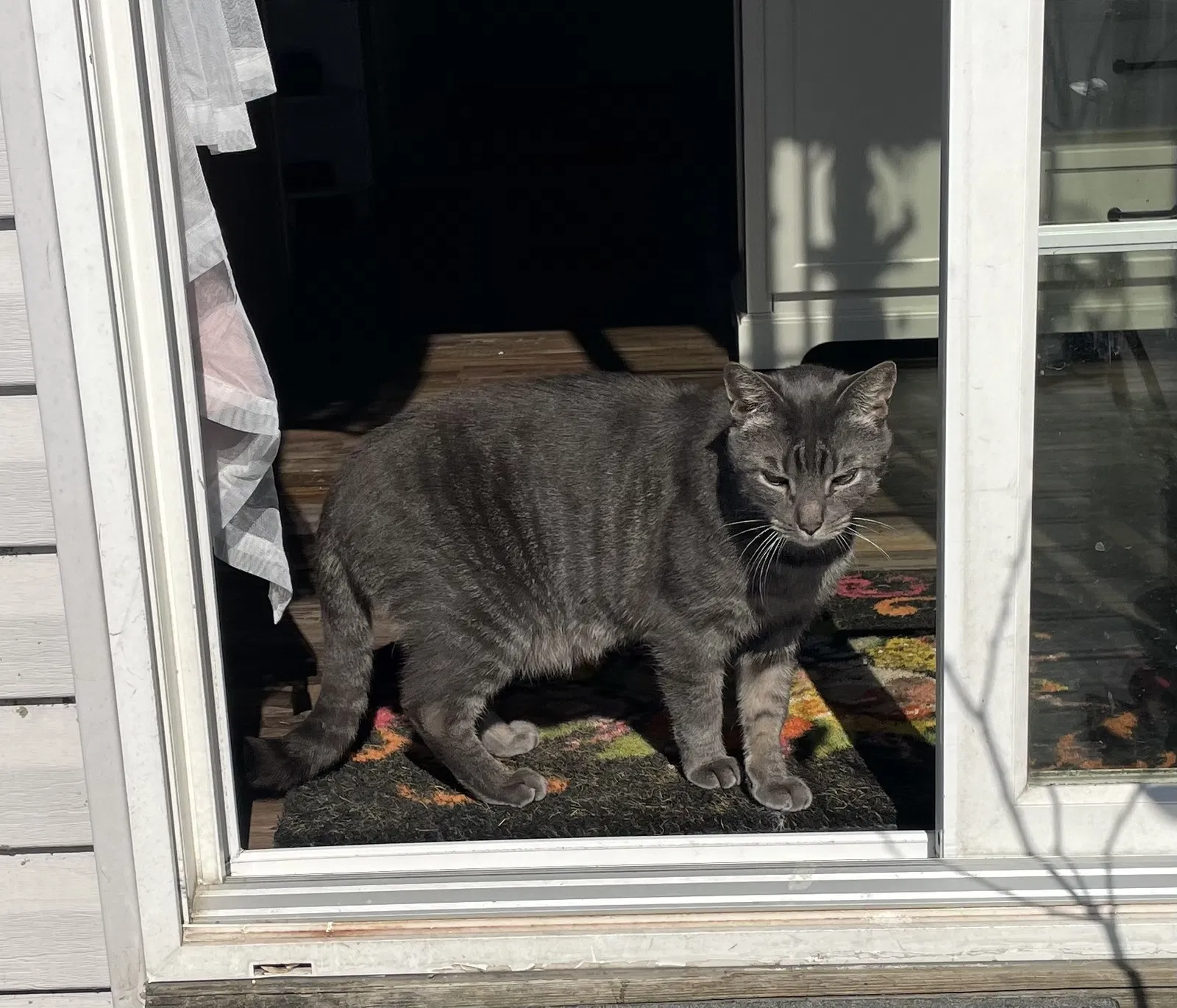 Found cat in Temple, PA, 19560