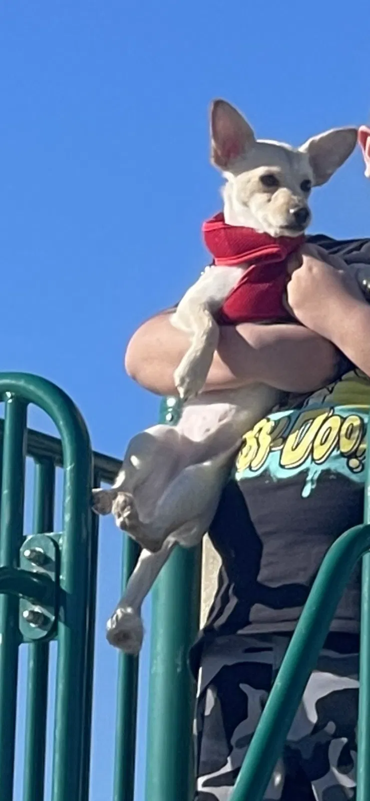 Lost dog in San Diego, CA, 92139