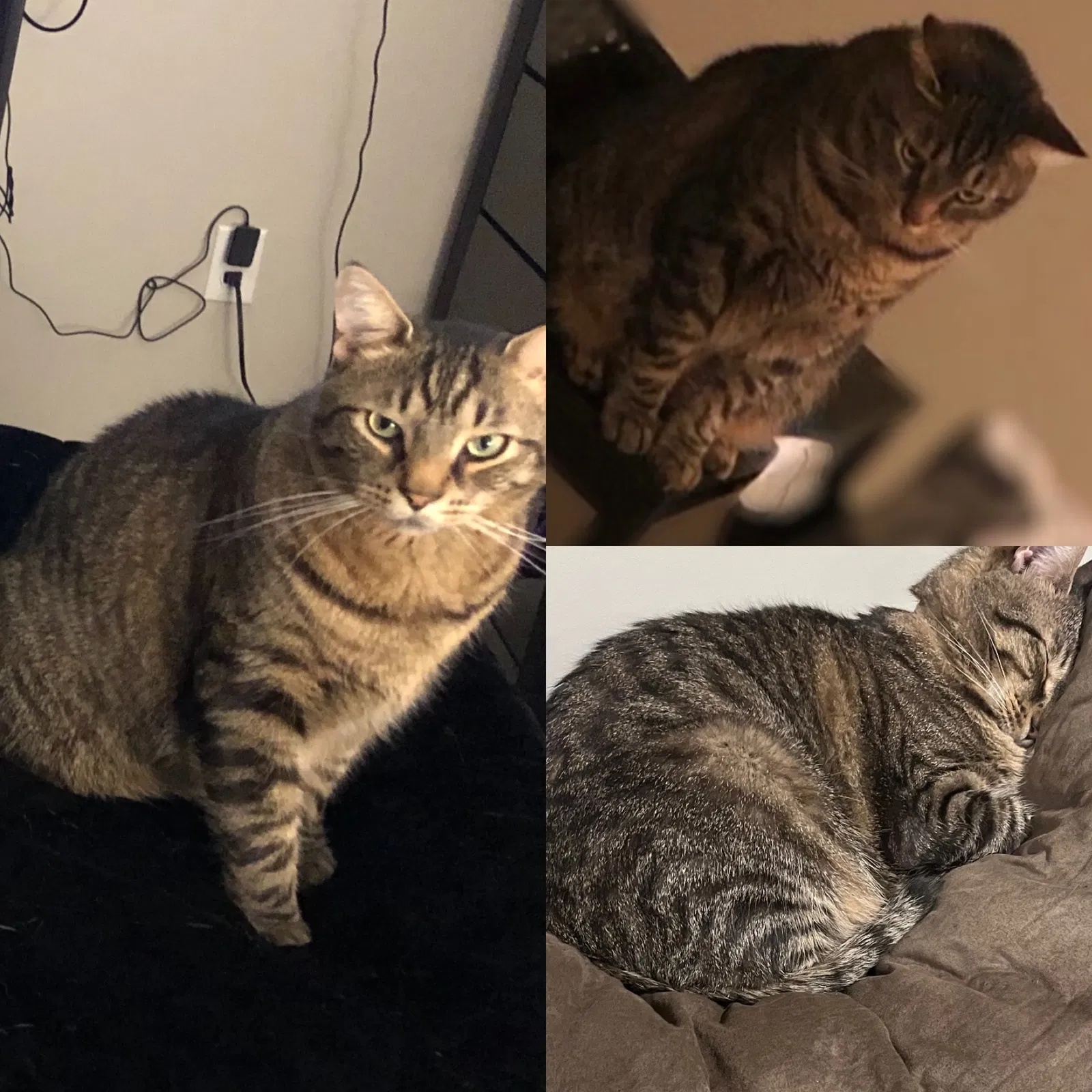 Lost cat in Waltham, MA, 2451