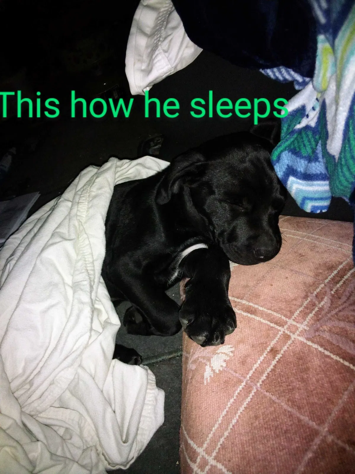 Lost dog in Cleveland, TN, 37312