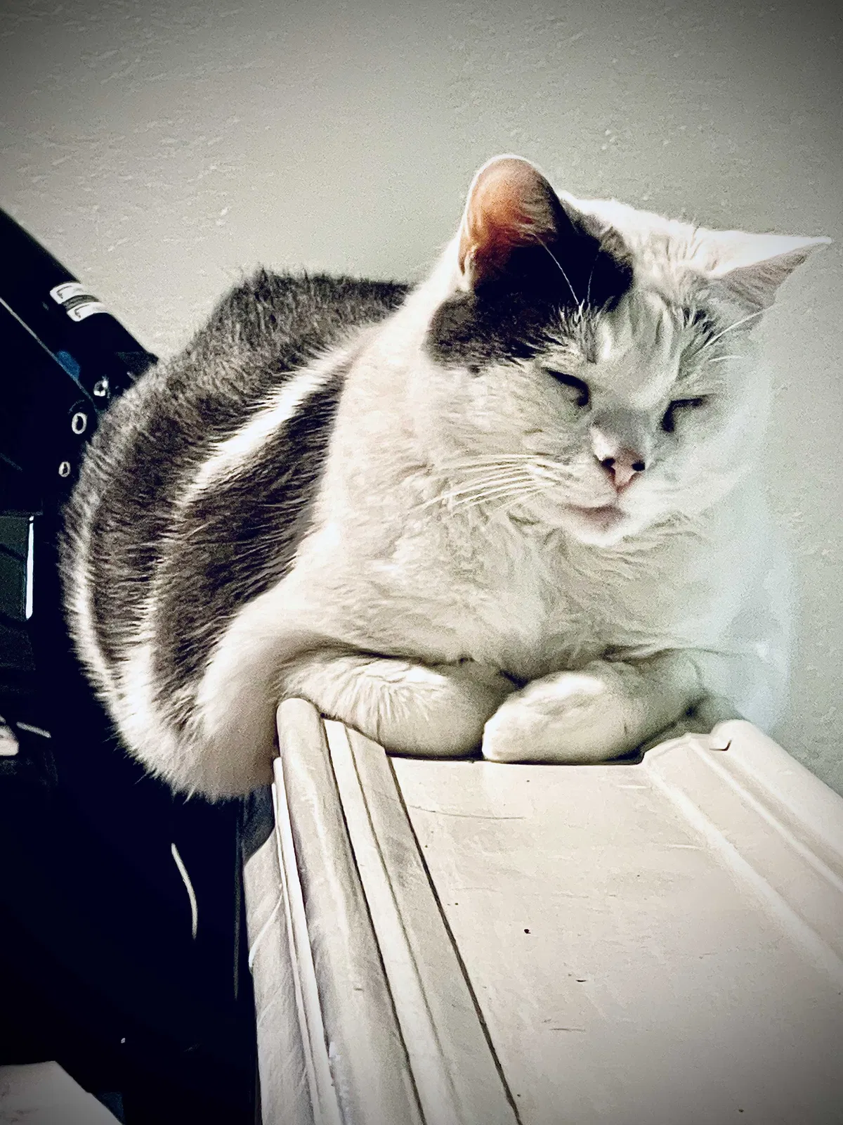 Lost cat in Antelope, CA, 95843