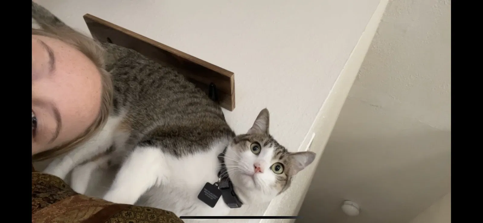 Lost cat in Austin, TX, 78723
