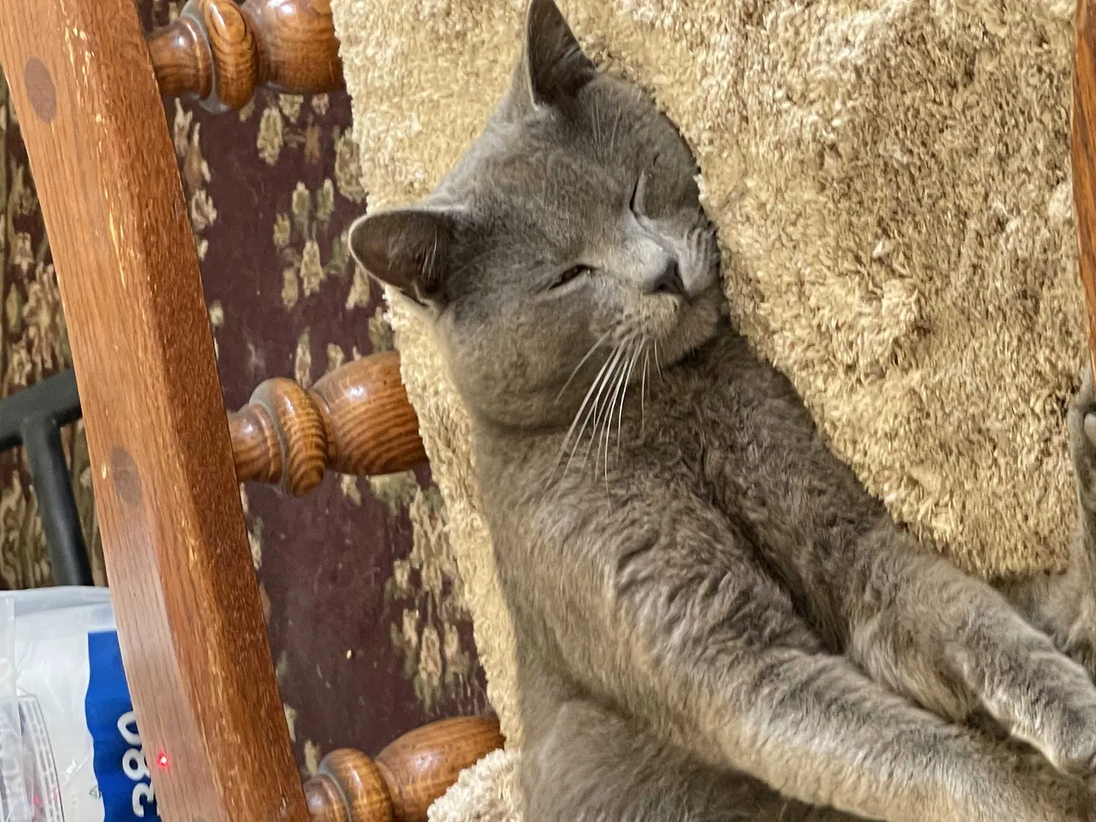 Lost cat in Bakersfield, CA, 93312