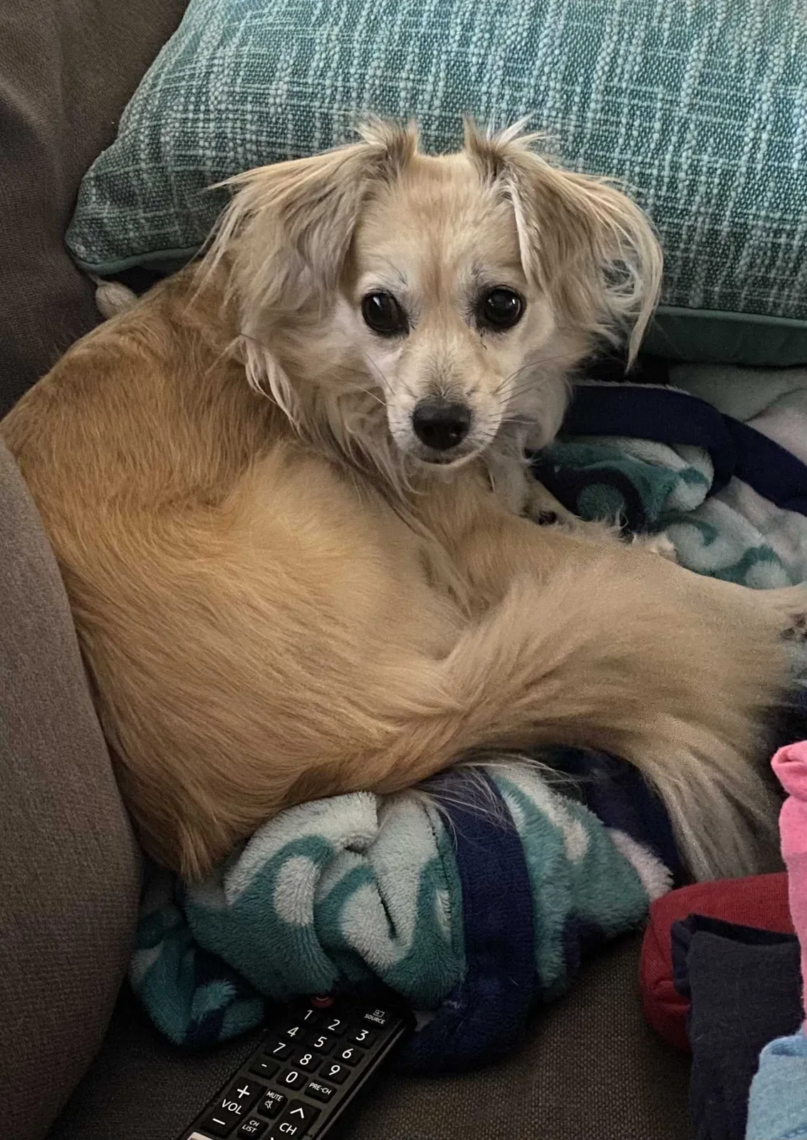 Lost dog in Wichita, KS, 67230