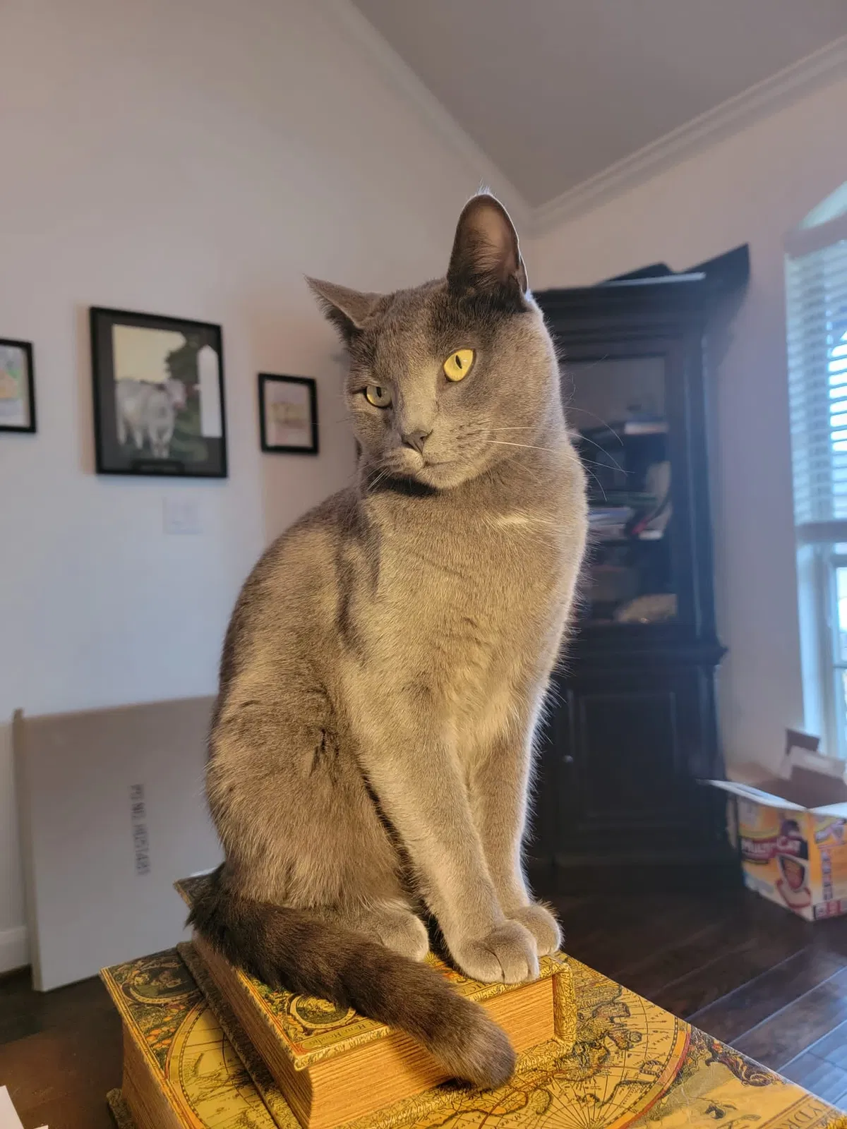 Lost cat in Katy, TX, 77494