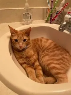 Lost cat in San Antonio, TX, 78247