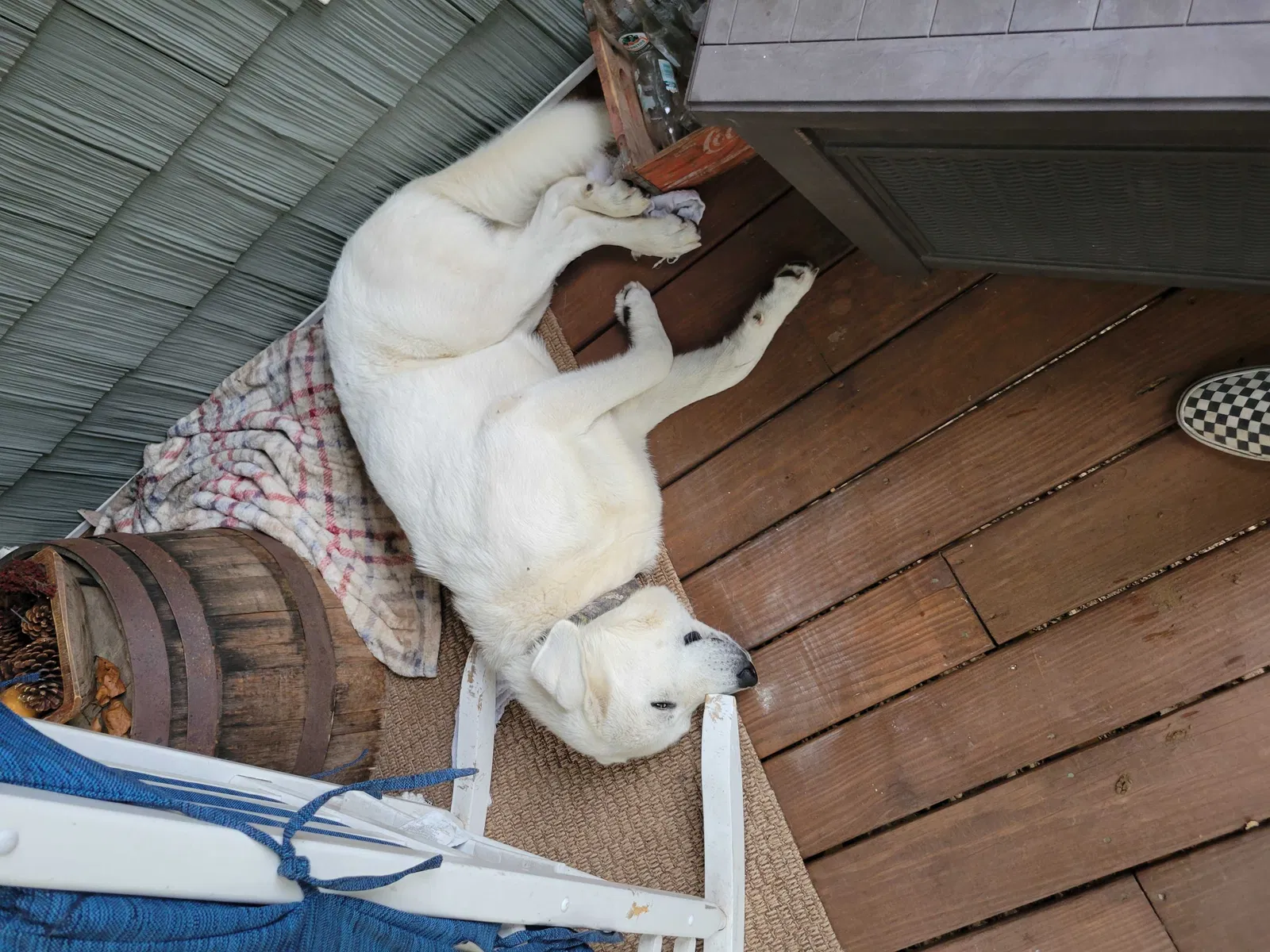 Lost dog in Ash Grove, MO, 65604