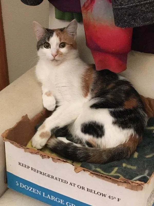 Lost cat in Addison, TX, 75001