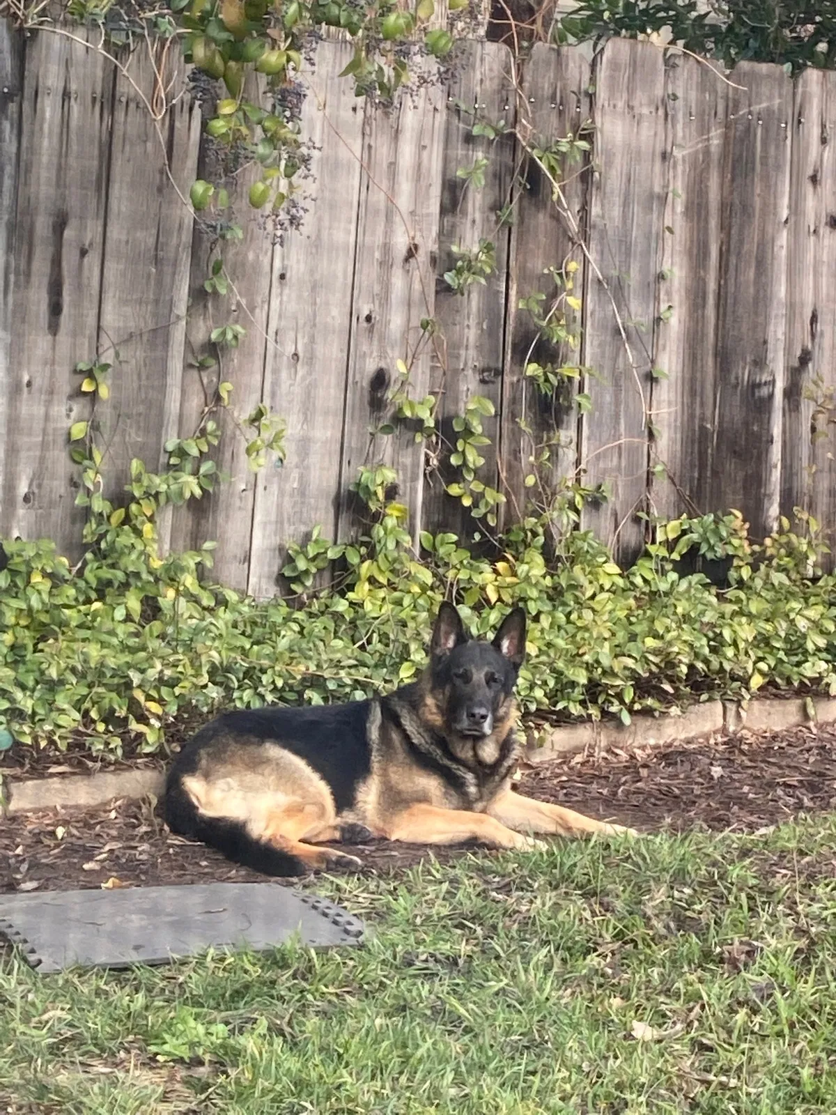 Lost dog in Stockton, CA, 95209