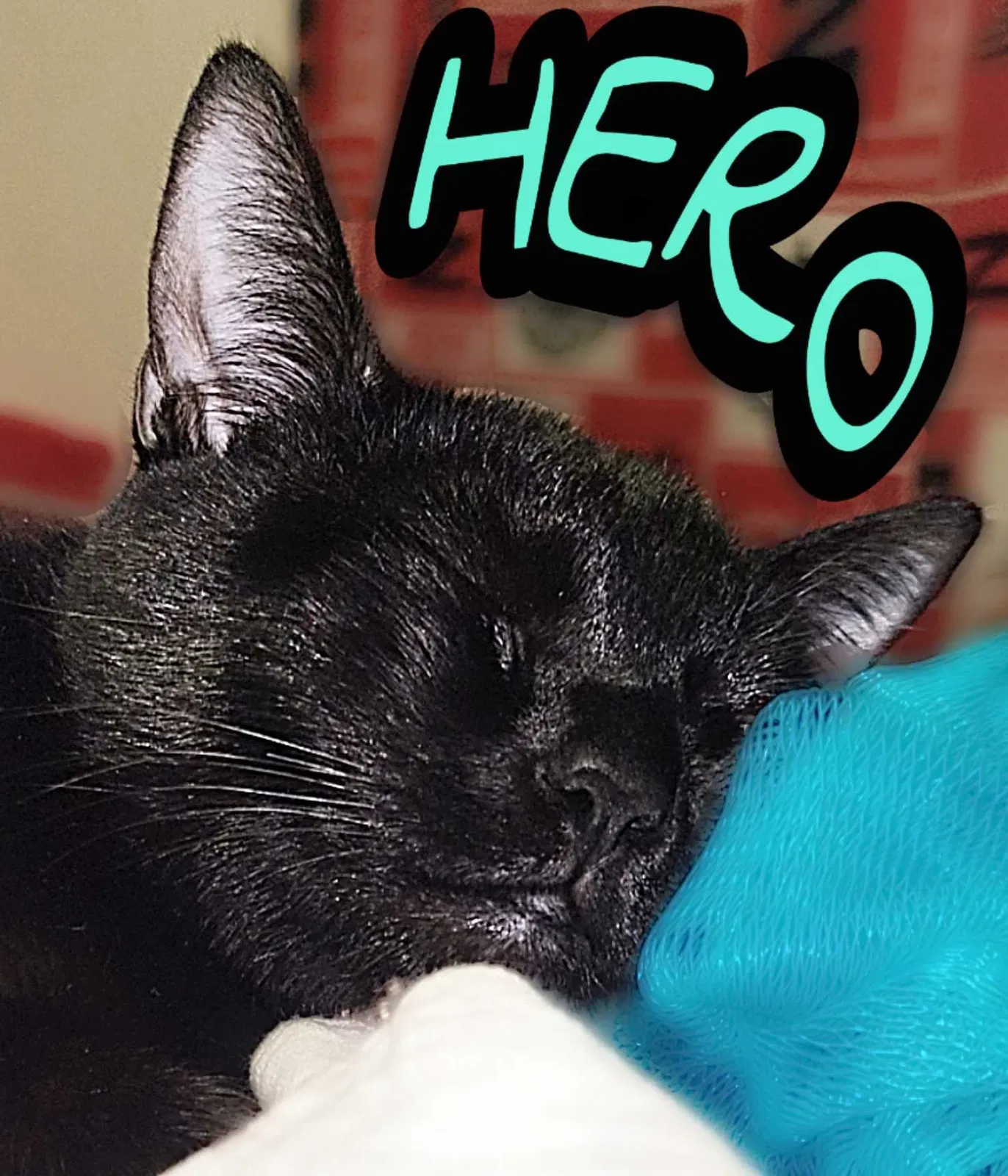 Lost cat in Vista, CA, 92083