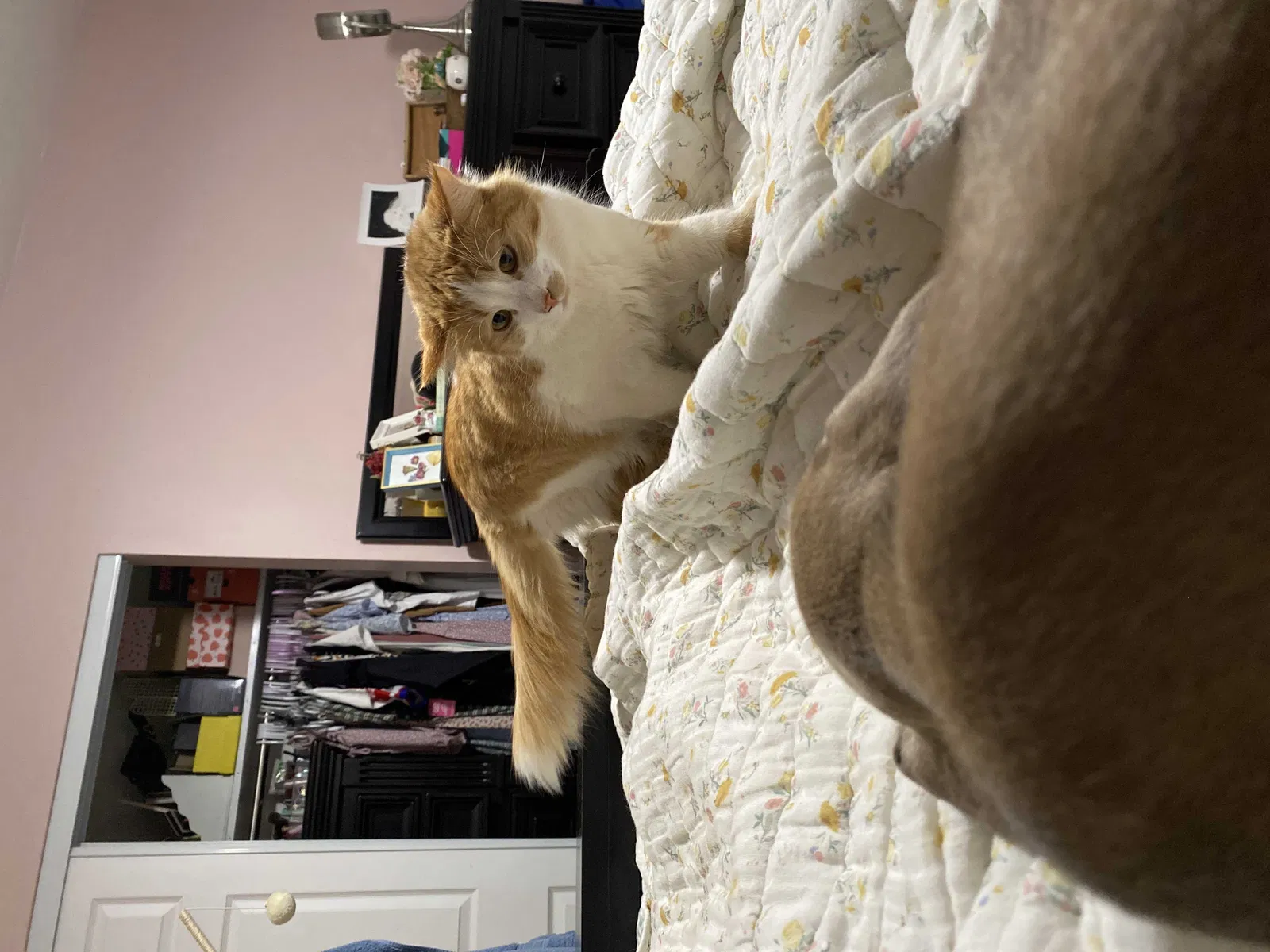 Lost cat in Valley Center, CA, 92082