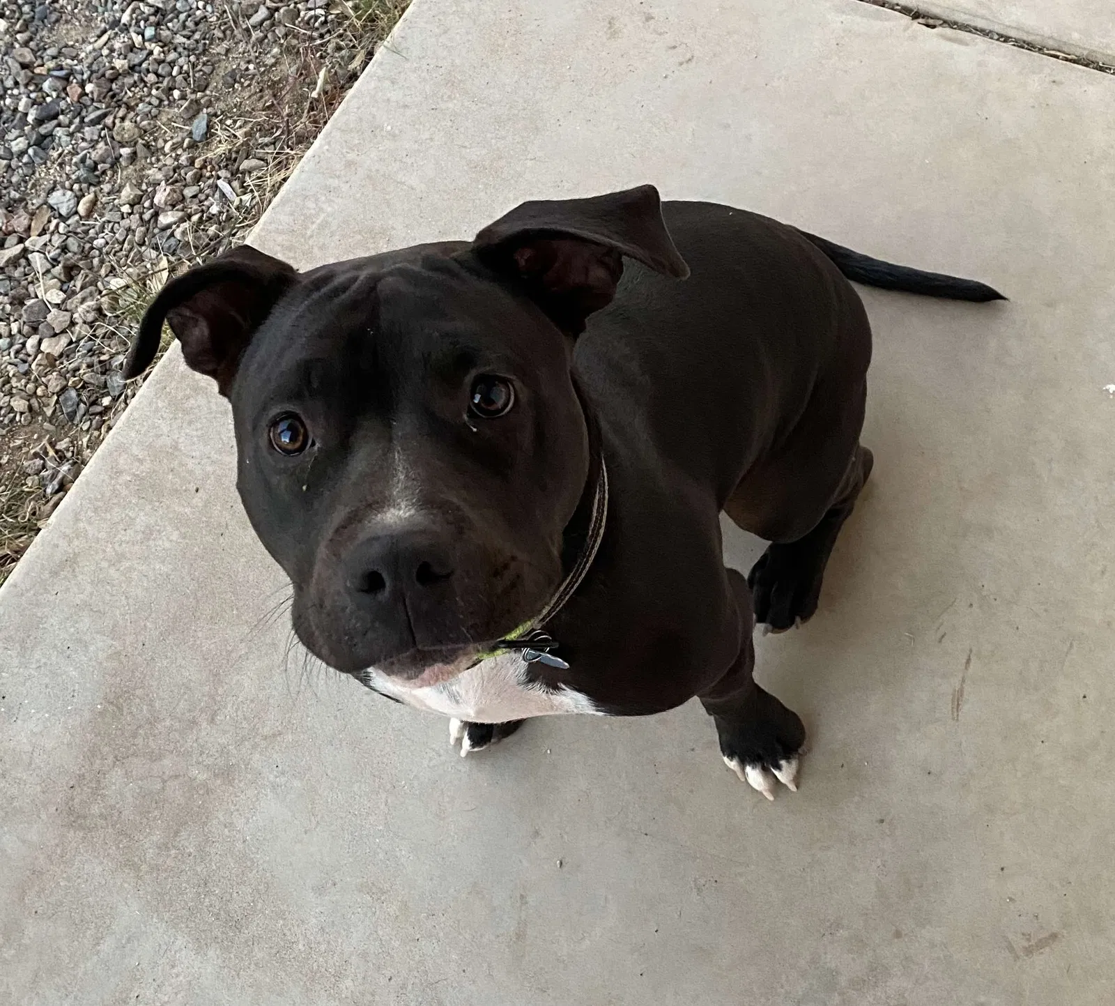 Lost dog in Oracle, AZ, 85623