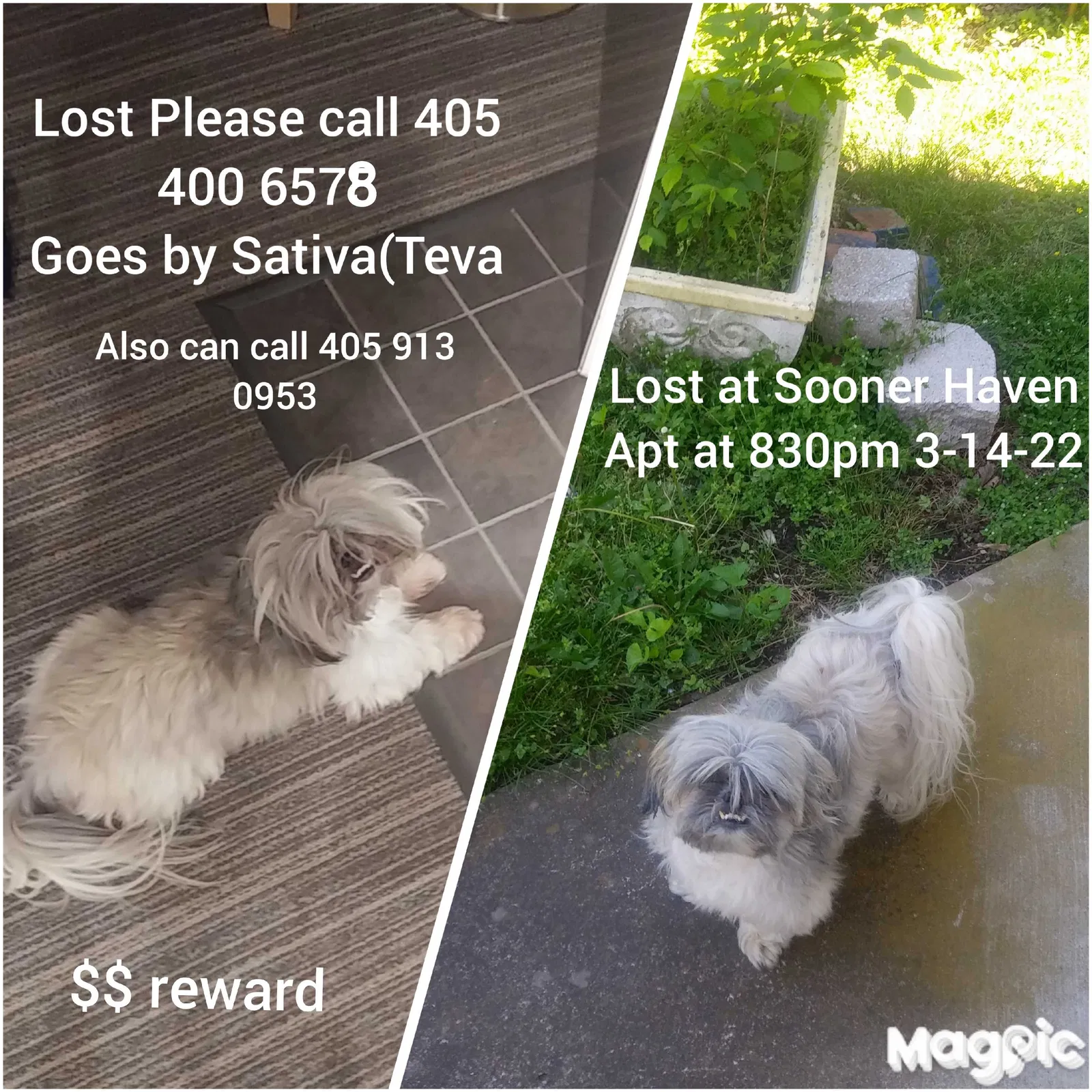 Lost dog in Oklahoma City, OK, 73111
