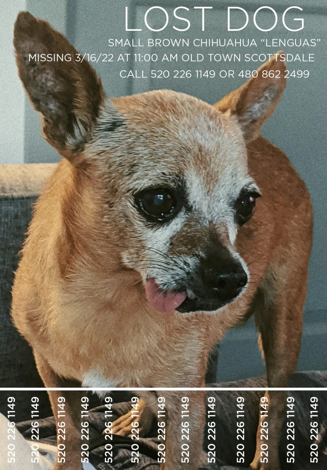 Lost dog in Scottsdale, AZ, 85251