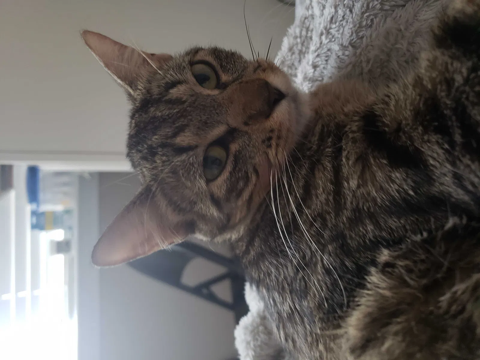 Lost cat in Plano, TX, 75025