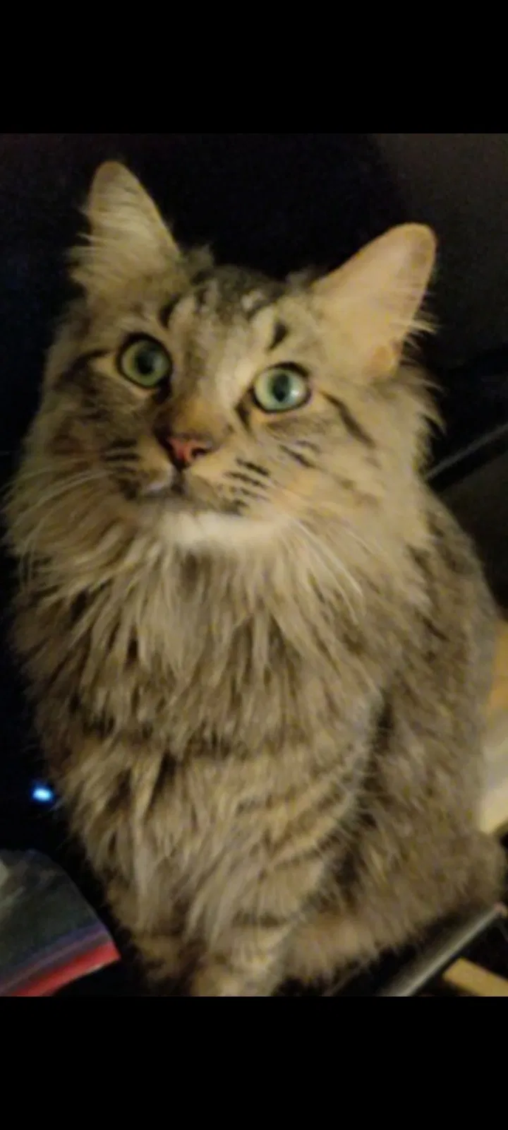 Lost cat in Fresno, CA, 93705