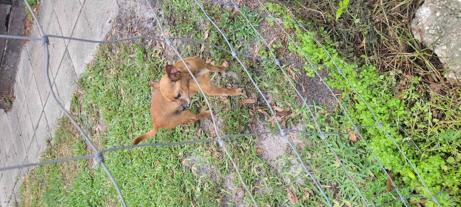 Found dog in Auburndale, FL, 33823