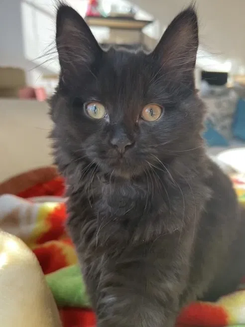 Lost cat in Lowell, MA, 1852