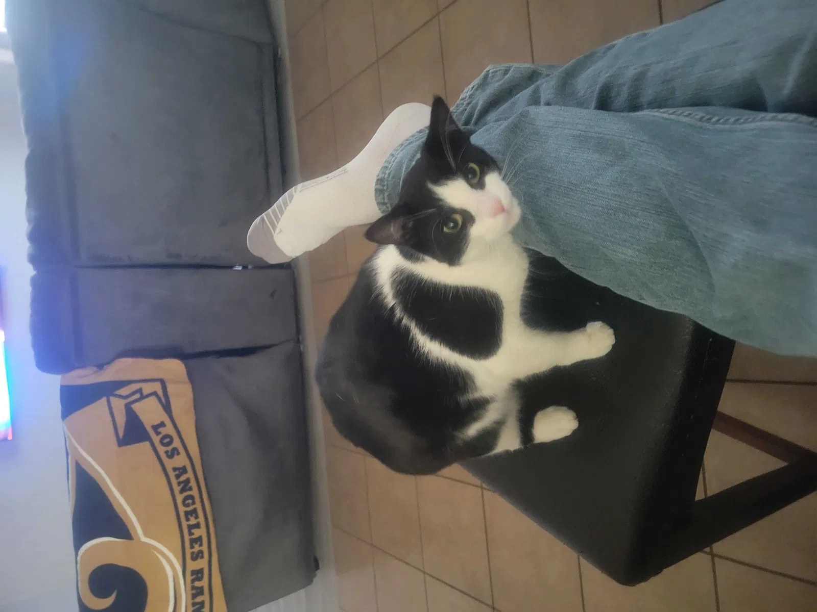 Lost cat in San Antonio, TX, 78254