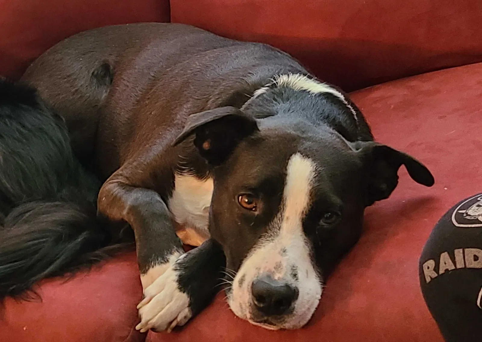 Lost dog in Portland, OR, 97236