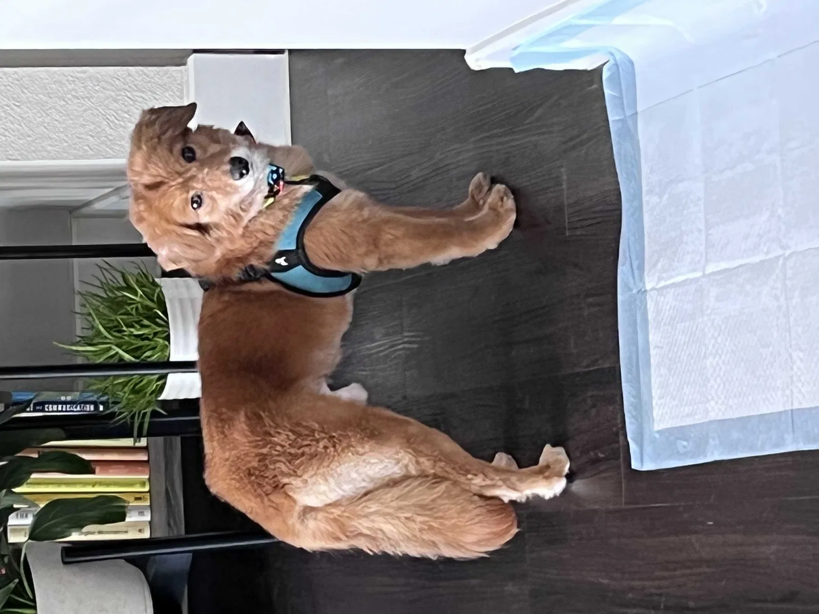 Lost dog in Dallas, TX, 75201