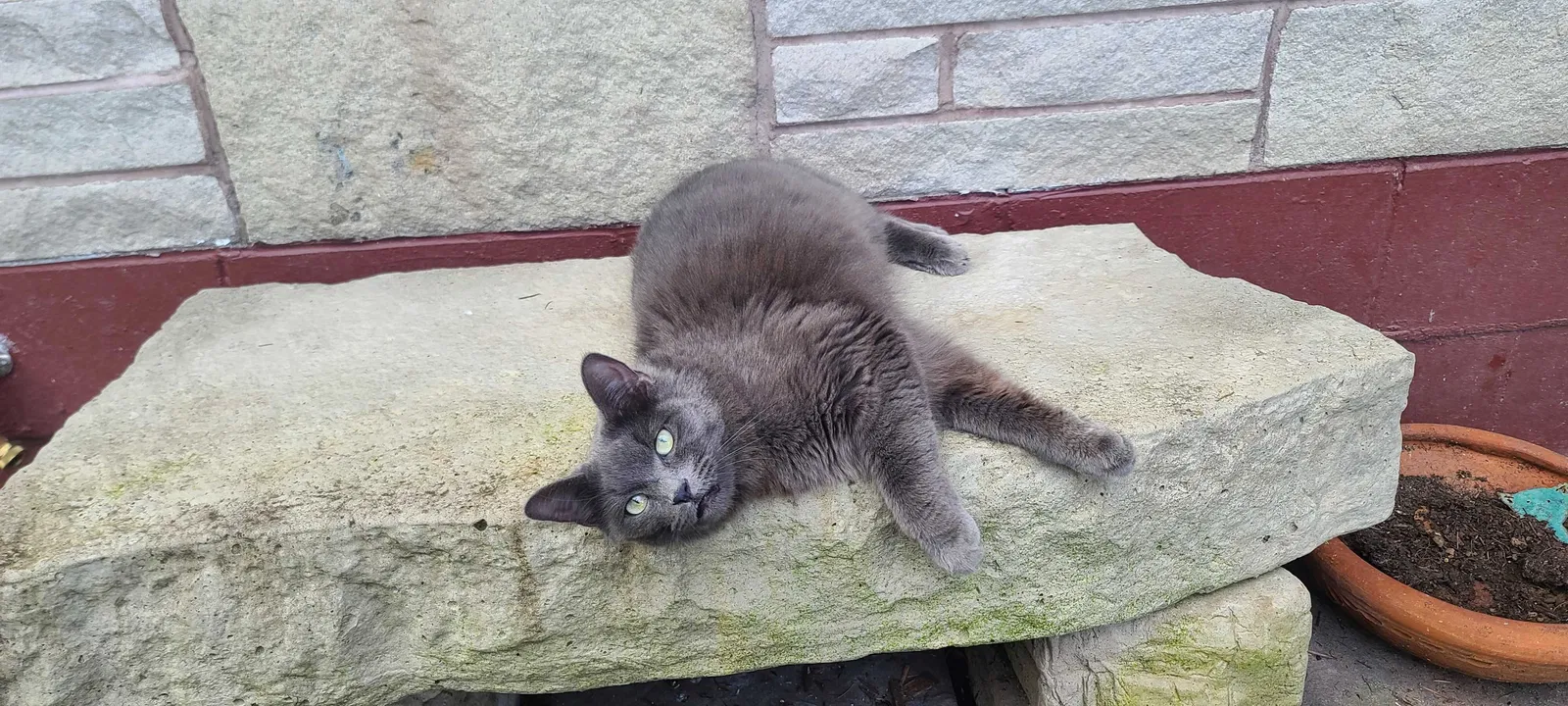 Lost cat in Federal Way, WA, 98003