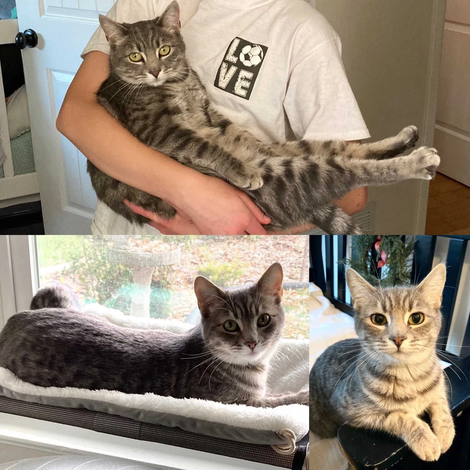 Lost cat in San Ramon, CA, 94583