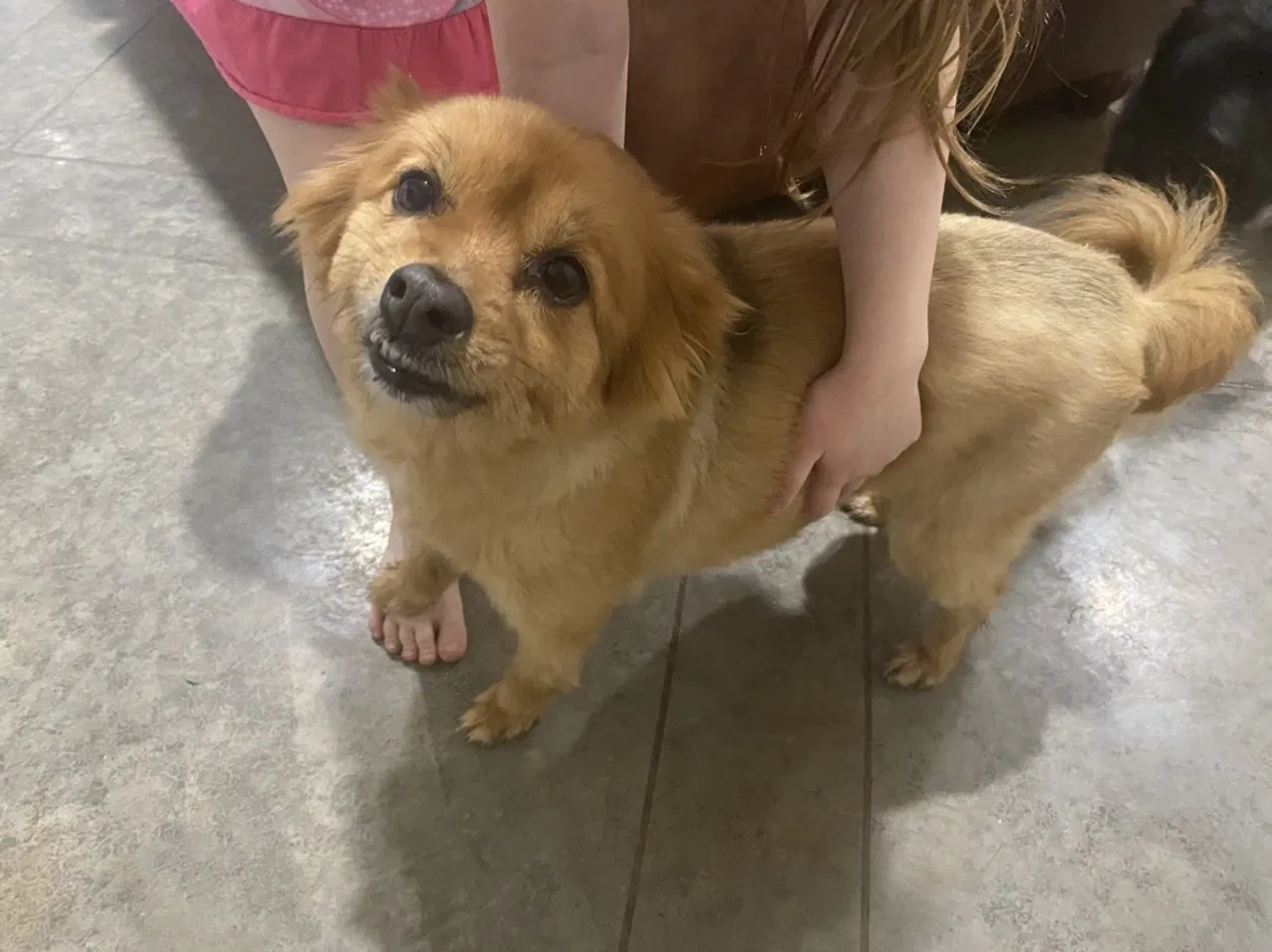 Found dog in Bryant, AR, 72022