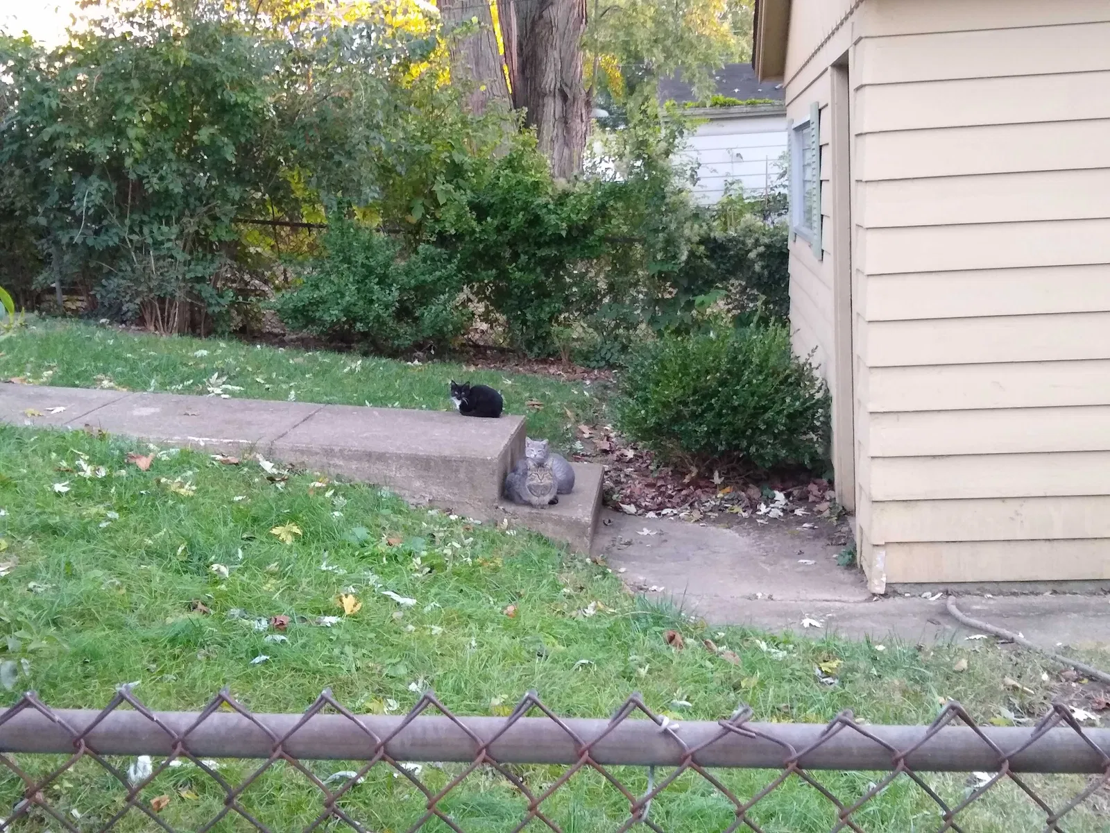 Lost cat in Hamilton, OH, 45013