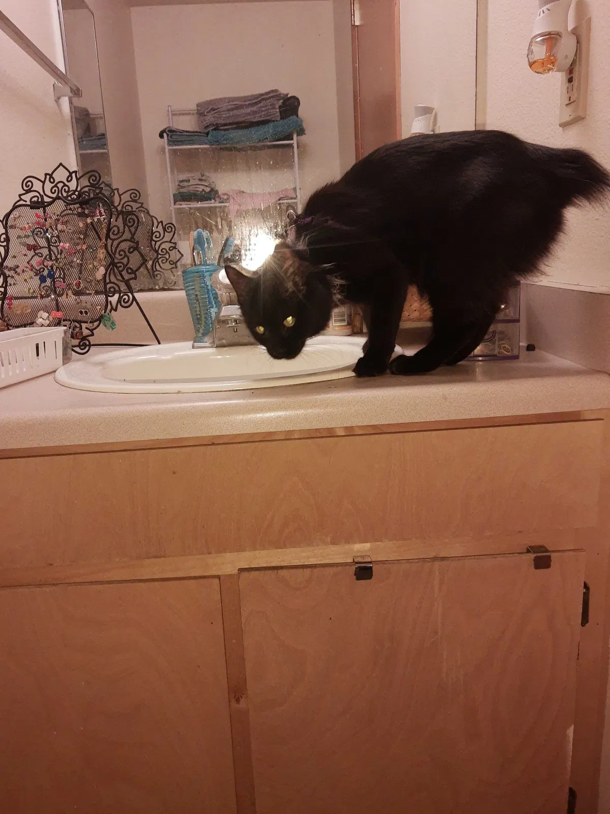 Lost cat in Las Vegas, NV, 89109