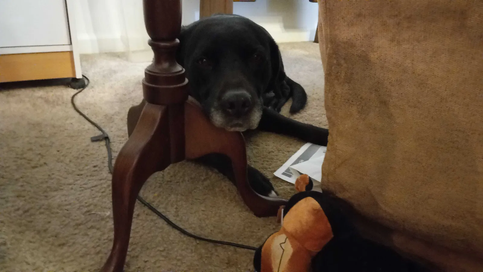 Lost dog in Suffolk, VA, 23434