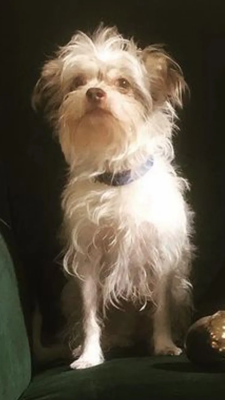 Lost dog in Orlando, FL, 32824