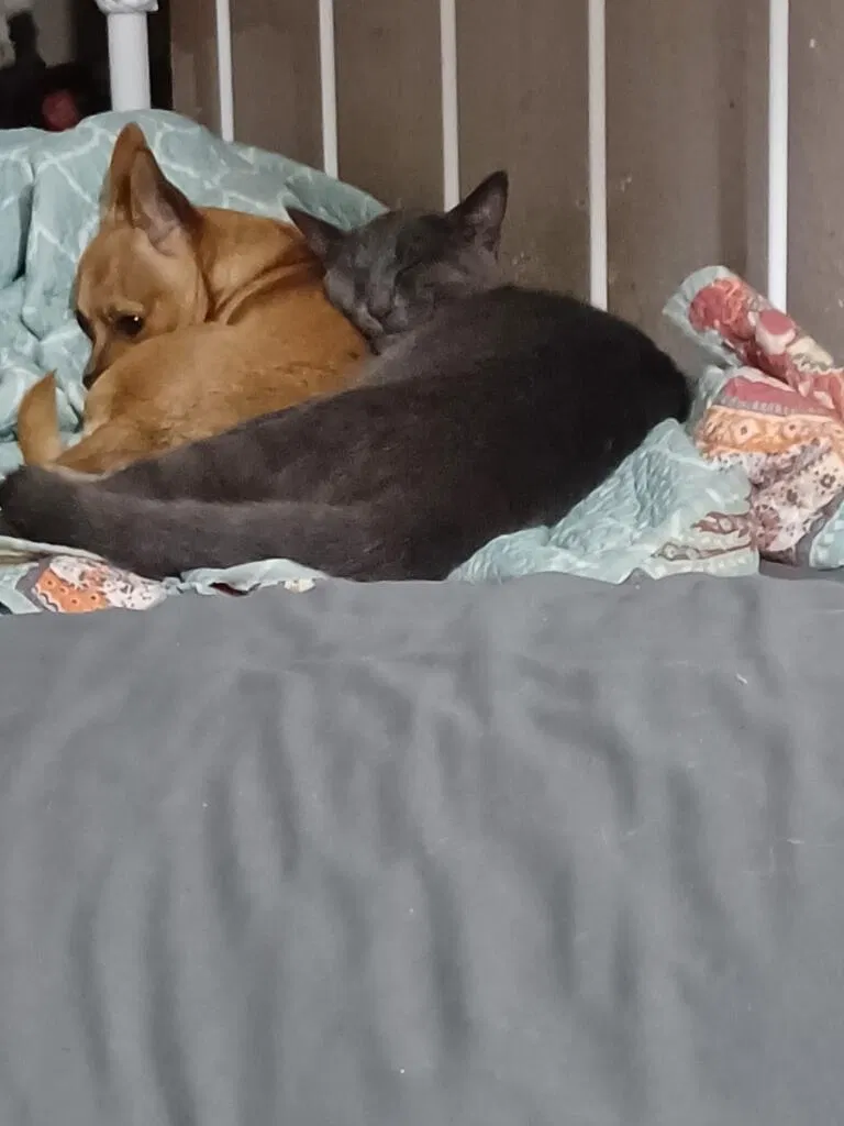 Lost cat in Fort Worth, TX, 76148