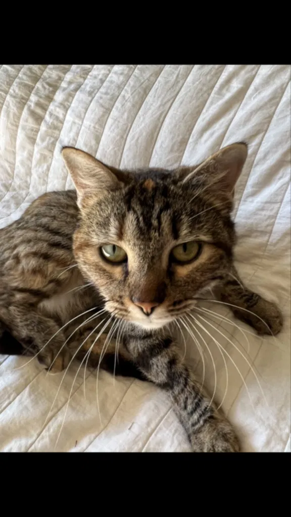 Lost cat in Fresno, CA, 93726