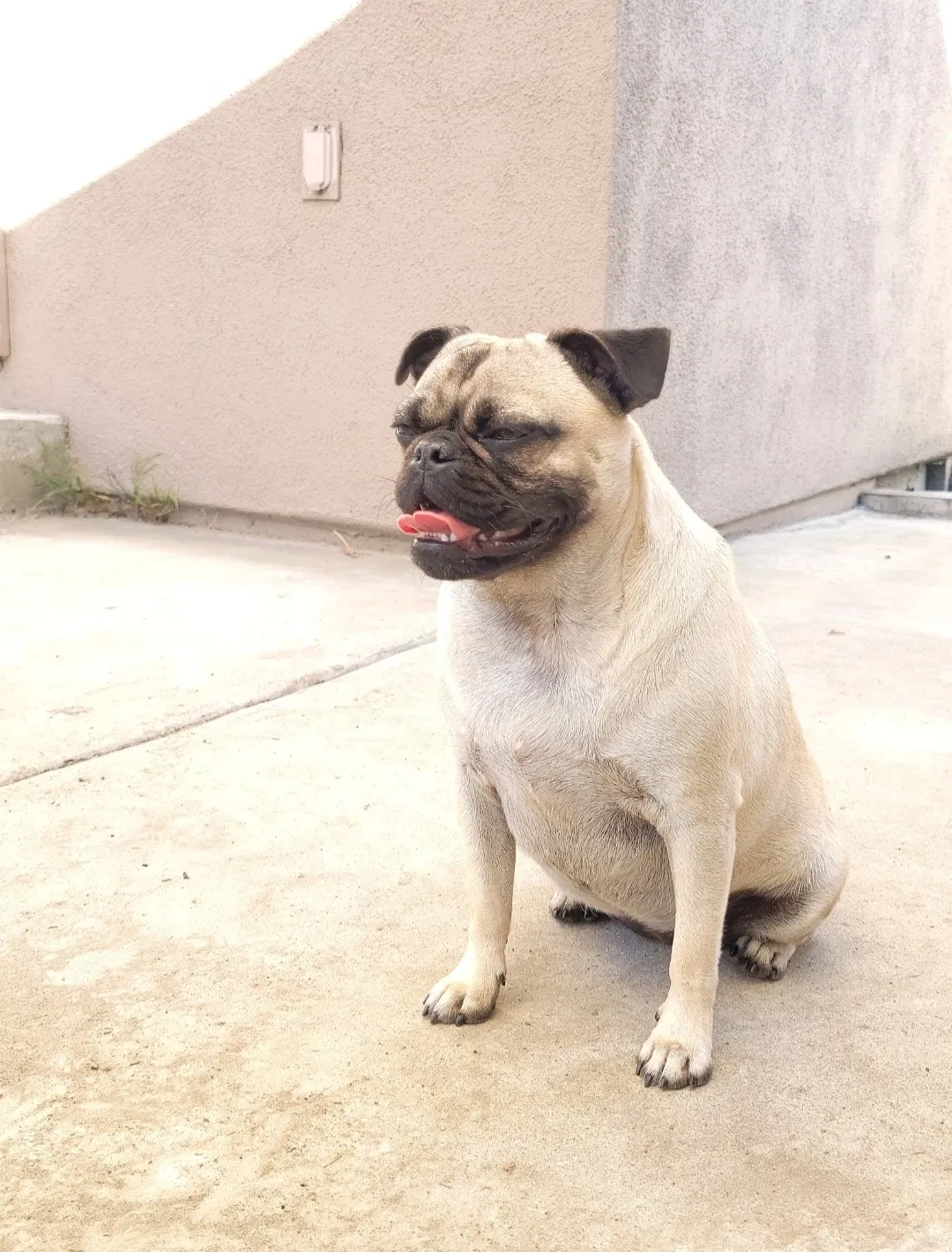 Lost dog in South Gate, CA, 90280