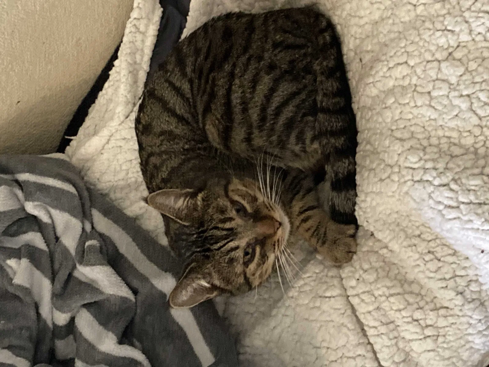 Lost cat in Sacramento, CA, 95827