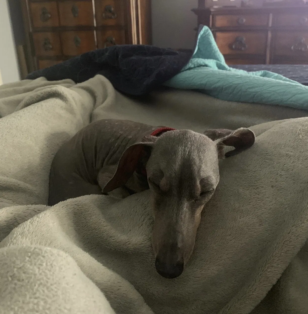 Missing Dog