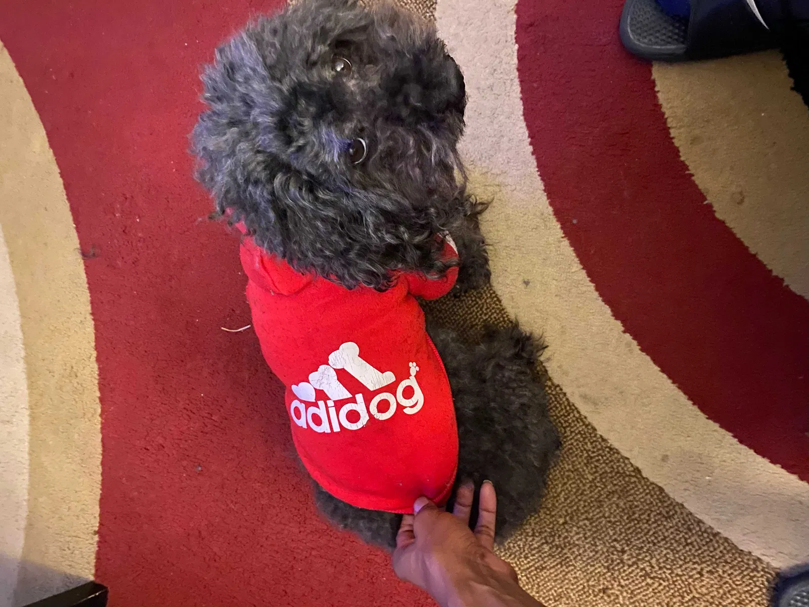 Lost dog in Rocky Mount, NC, 27803