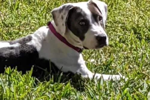 Lost dog in Baytown, TX, 77523
