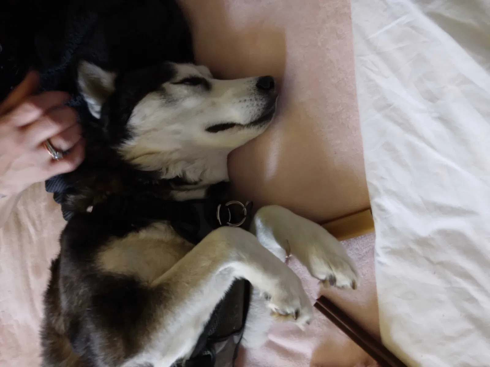 Lost dog in Knoxville, TN, 37912