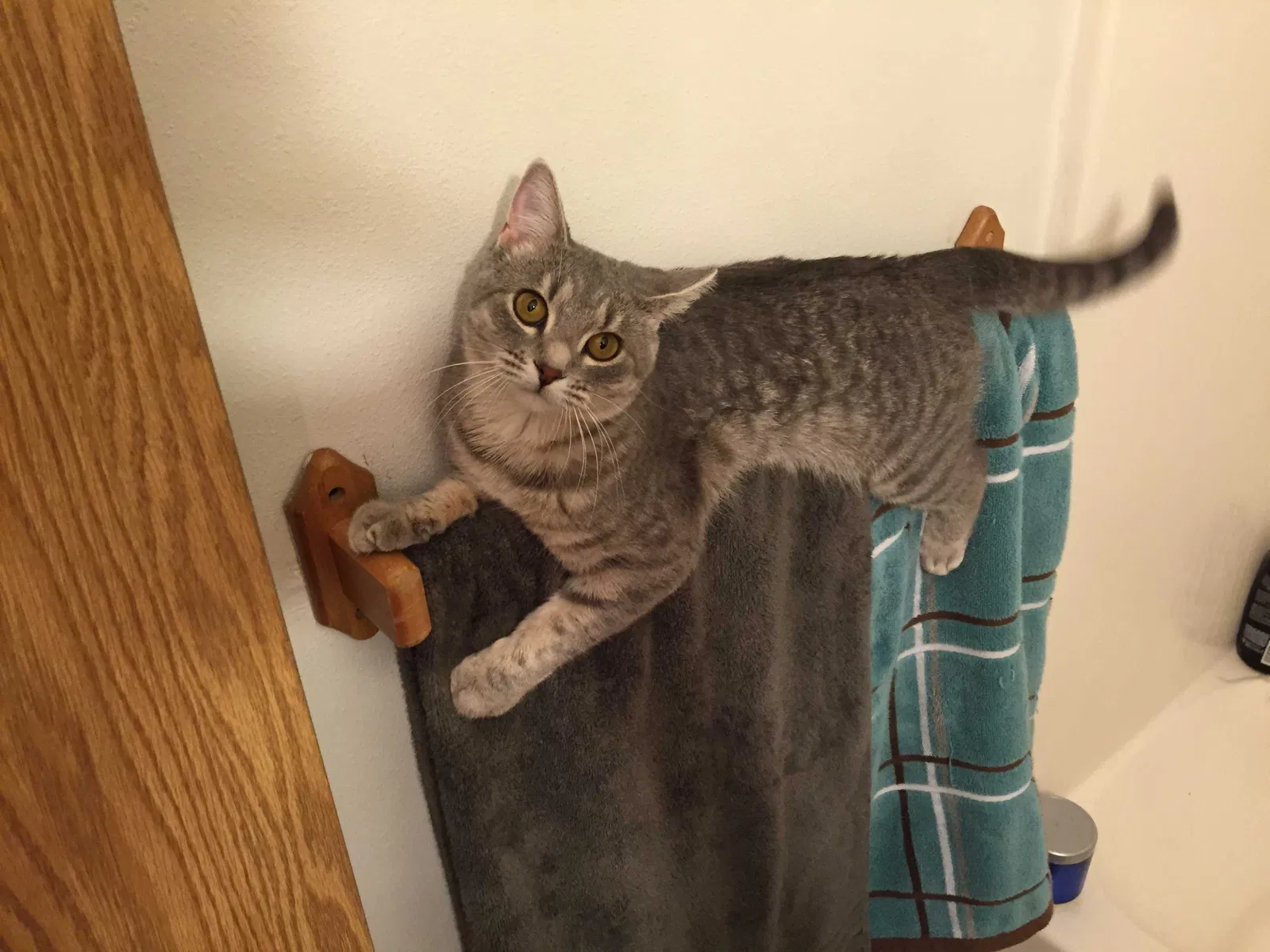 Lost cat in Pleasant Hill, IA, 50327