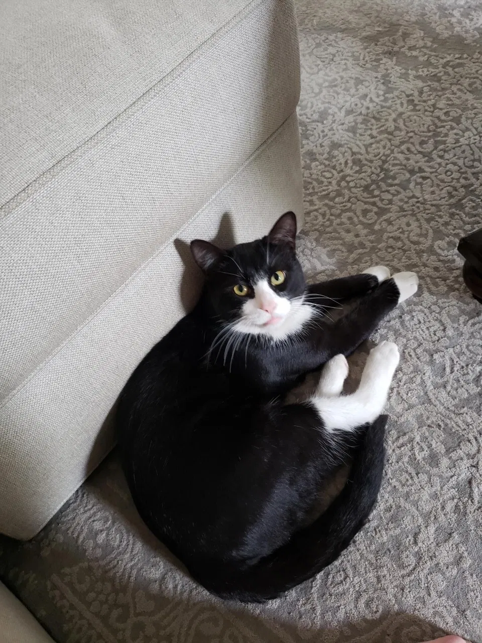 Lost cat in Austin, TX, 78705