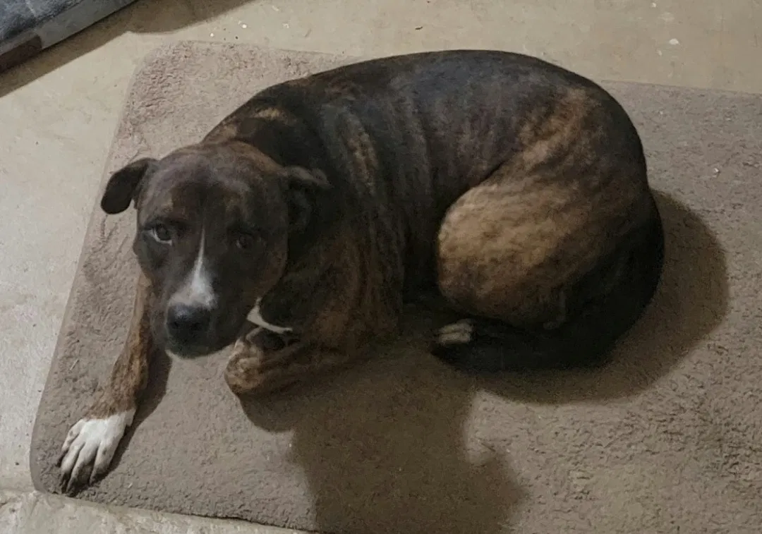 Lost dog in San Antonio, TX, 78251